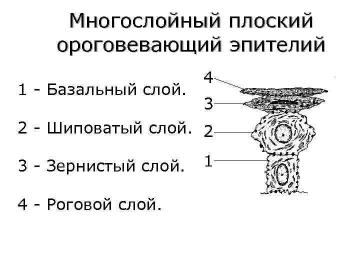 Многослойный плоский ороговевающий эпителий 4 1 - Базальный слой. 3 2 - Шиповатый слой.