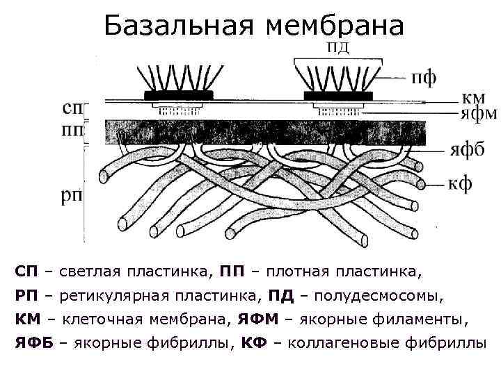 Базальная мембрана СП – светлая пластинка, ПП – плотная пластинка, РП – ретикулярная пластинка,