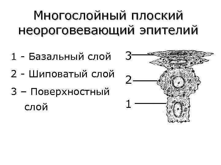 Многослойный плоский неороговевающий эпителий 1 - Базальный слой 2 - Шиповатый слой 3 –