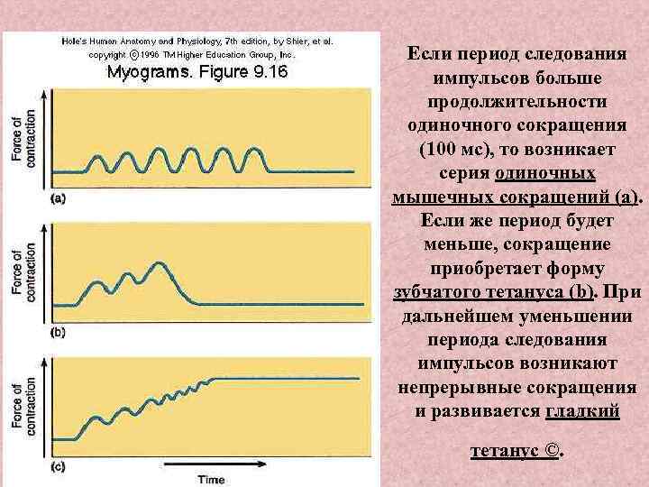 Если период следования импульсов больше продолжительности одиночного сокращения (100 мс), то возникает серия одиночных