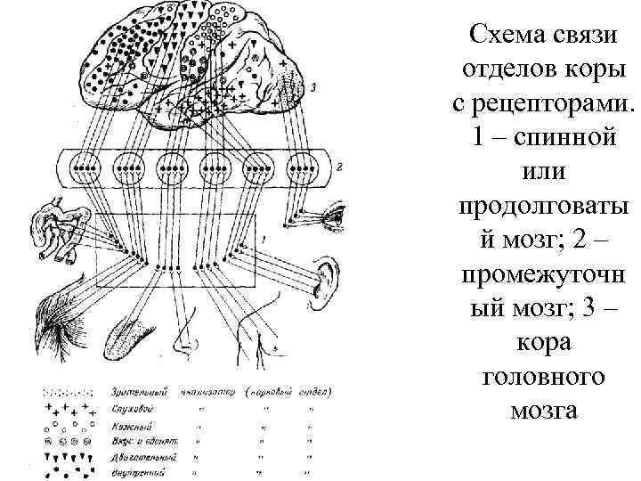 Схема сенсорной системы