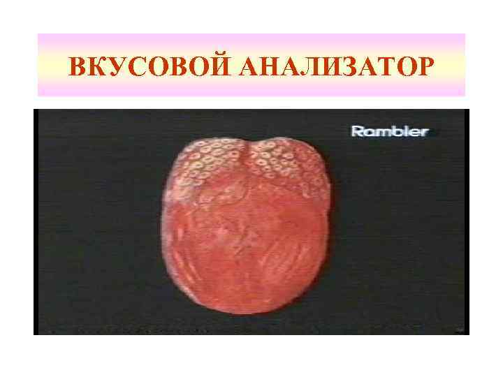 ВКУСОВОЙ АНАЛИЗАТОР 