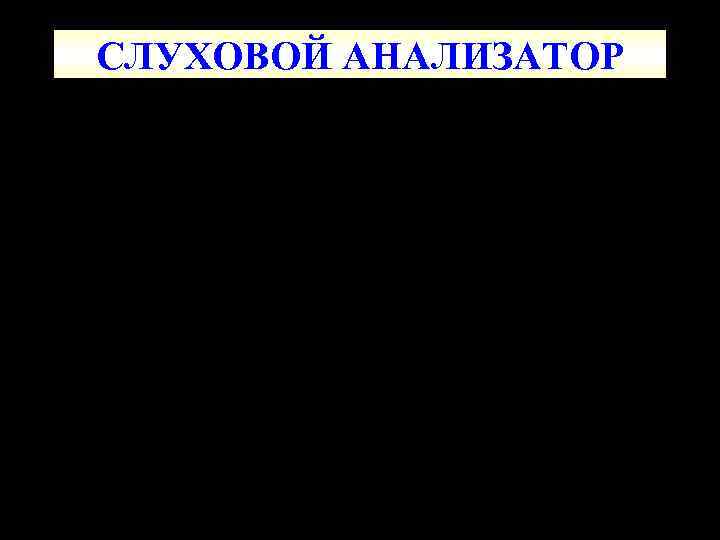 СЛУХОВОЙ АНАЛИЗАТОР 