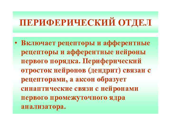 ПЕРИФЕРИЧЕСКИЙ ОТДЕЛ • Включает рецепторы и афферентные нейроны первого порядка. Периферический отросток нейронов (дендрит)