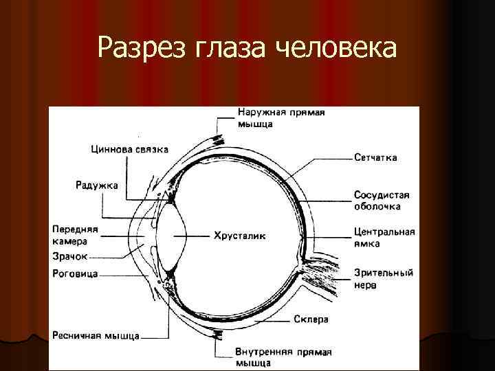 Разрез глаза человека 