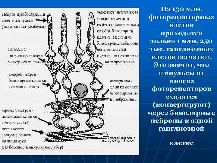 На 130 млн. фоторецепторных клеток приходится только 1 млн. 250 тыс. ганглиозных клеток сетчатки.