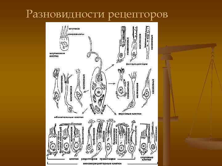 Разновидности рецепторов 