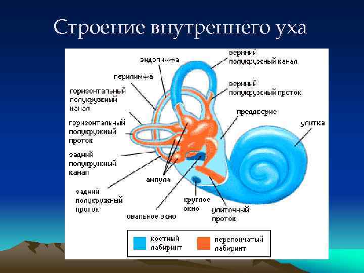 Строение внутреннего уха 