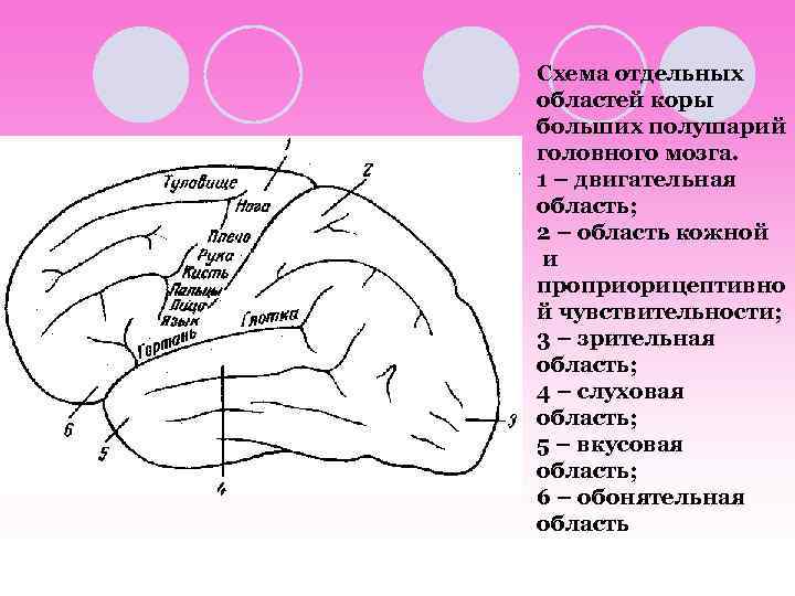 Схема отдельных областей коры больших полушарий головного мозга. 1 – двигательная область; 2 –