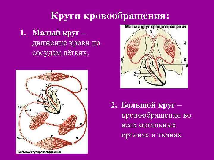 Схема движения крови по кругам кровообращения