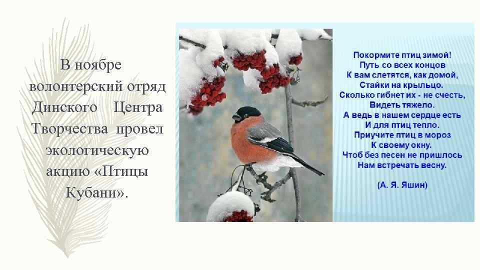 В ноябре волонтерский отряд Динского Центра Творчества провел экологическую акцию «Птицы Кубани» . 