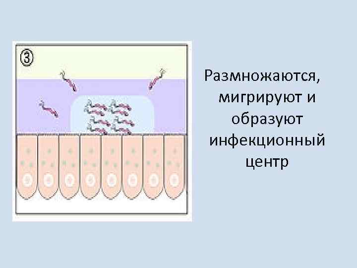 Размножаются, мигрируют и образуют инфекционный центр 