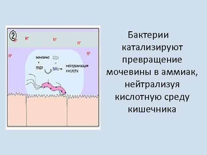 Бактерии катализируют превращение мочевины в аммиак, нейтрализуя кислотную среду кишечника 