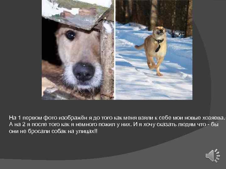 На 1 первом фото изображён я до того как меня взяли к себе мои