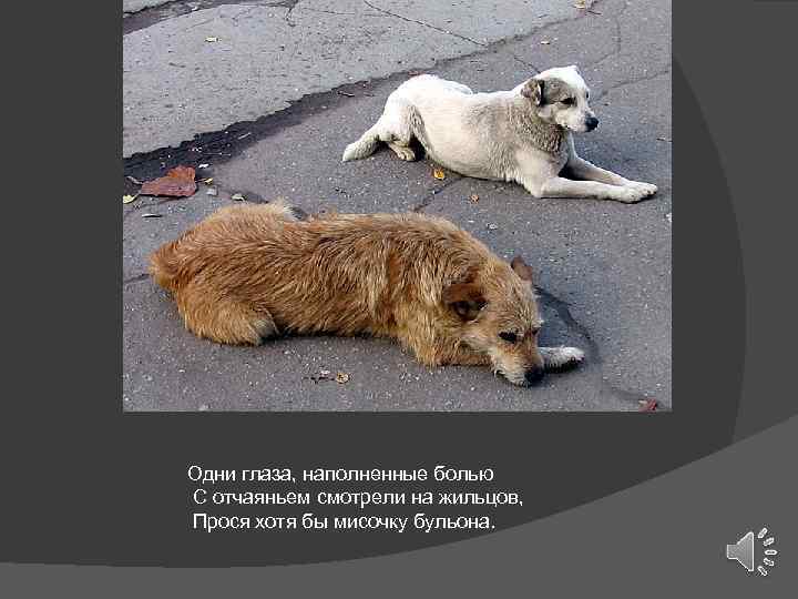 Одни глаза, наполненные болью С отчаяньем смотрели на жильцов, Прося хотя бы мисочку бульона.