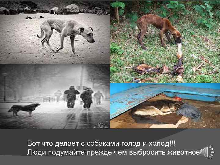 Вот что делает с собаками голод и холод!!! Люди подумайте прежде чем выбросить животное!!!