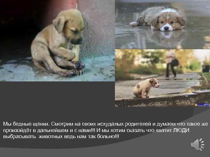 Мы бедные щенки. Смотрим на своих исхудалых родителей и думаем что такое же произойдёт