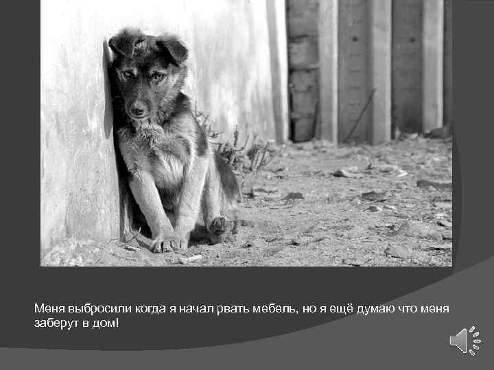 Меня выбросили когда я начал рвать мебель, но я ещё думаю что меня заберут