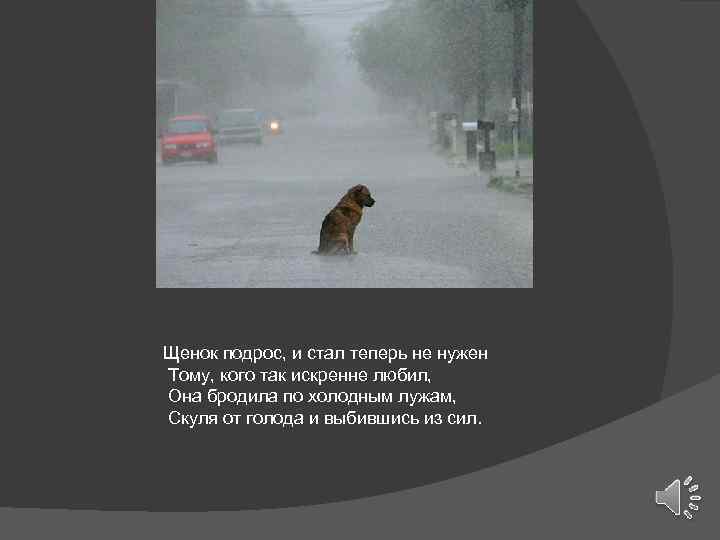 Щенок подрос, и стал теперь не нужен Тому, кого так искренне любил, Она бродила