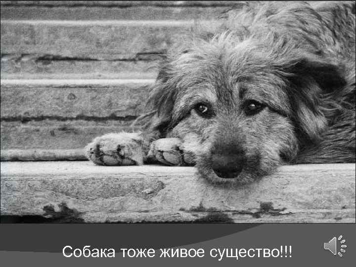 Собака тоже живое существо!!! 