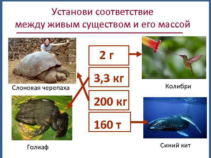 Установи соответствие между живым существом и его массой 2 г Слоновая черепаха 3, 3