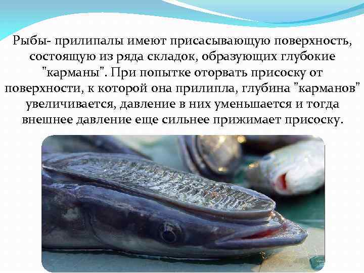 Рыбы- прилипалы имеют присасывающую поверхность, состоящую из ряда складок, образующих глубокие 