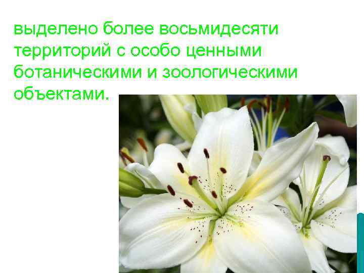 выделено более восьмидесяти территорий с особо ценными ботаническими и зоологическими объектами. . 