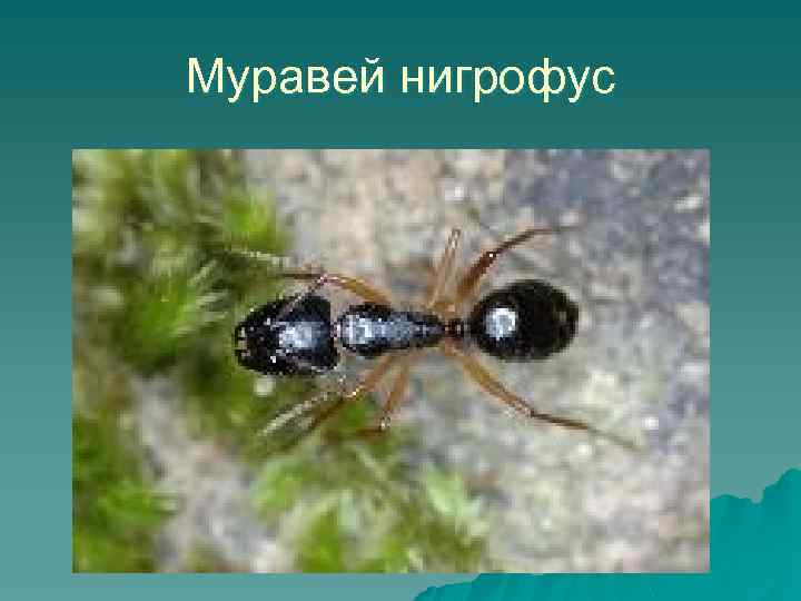 Муравей нигрофус 