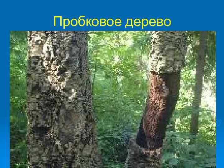 Пробковое дерево 