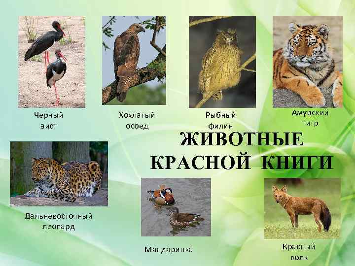 Черный аист Хохлатый осоед Рыбный филин Амурский тигр ЖИВОТНЫЕ КРАСНОЙ КНИГИ Дальневосточный леопард Мандаринка