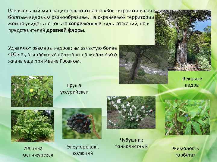 Растительный мир национального парка «Зов тигра» отличается богатым видовым разнообразием. На охраняемой территории можно