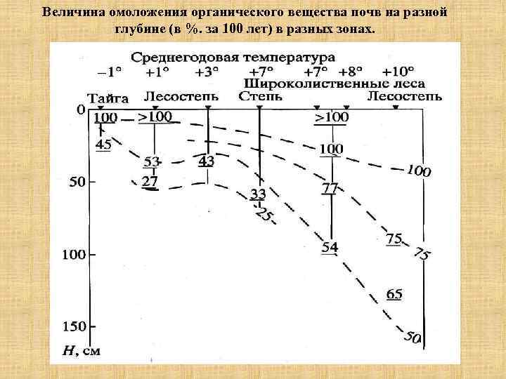 Величина омоложения органического вещества почв на разной глубине (в %. за 100 лет) в