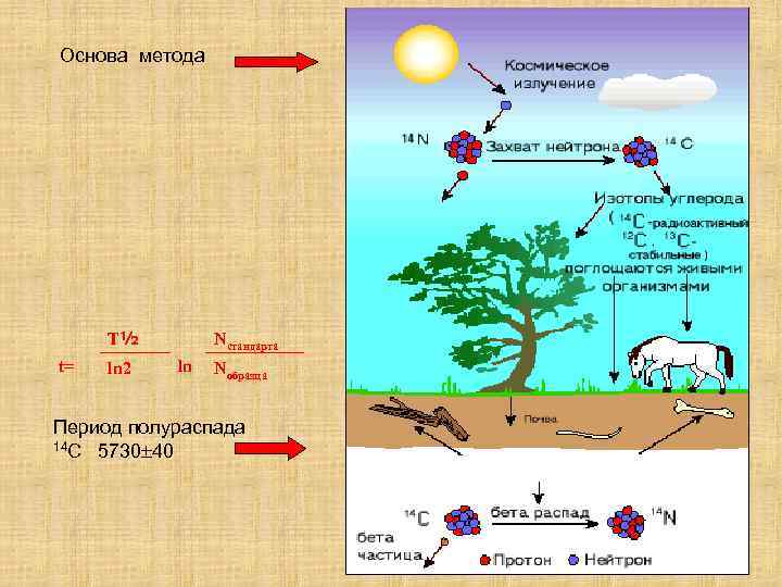 Основа метода T½ t= ln 2 Nстандарта ln Nобразца Период полураспада 14 С 5730