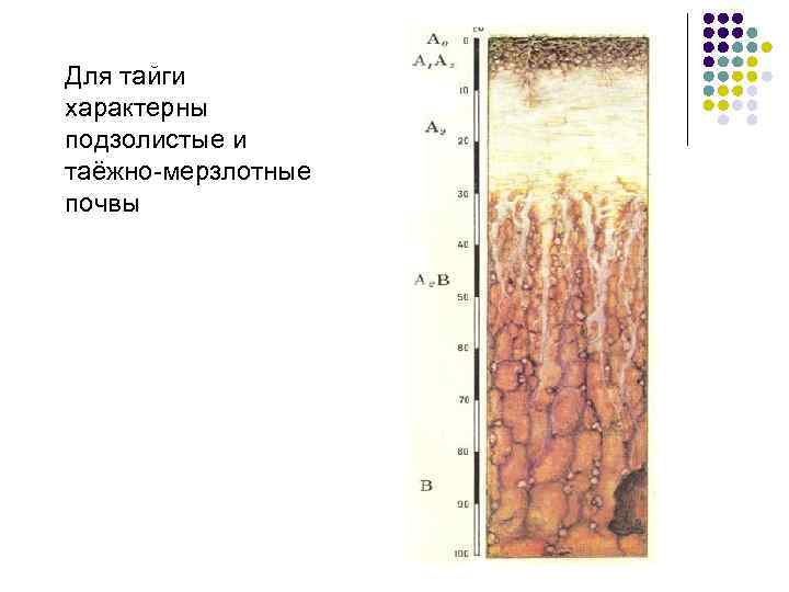 Для тайги характерны подзолистые и таёжно-мерзлотные почвы 