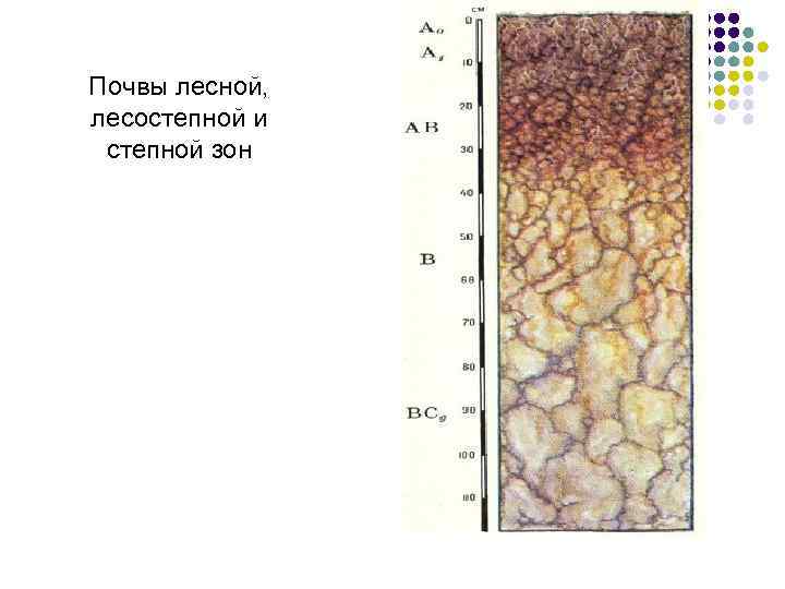 Почвы лесной, лесостепной и степной зон 