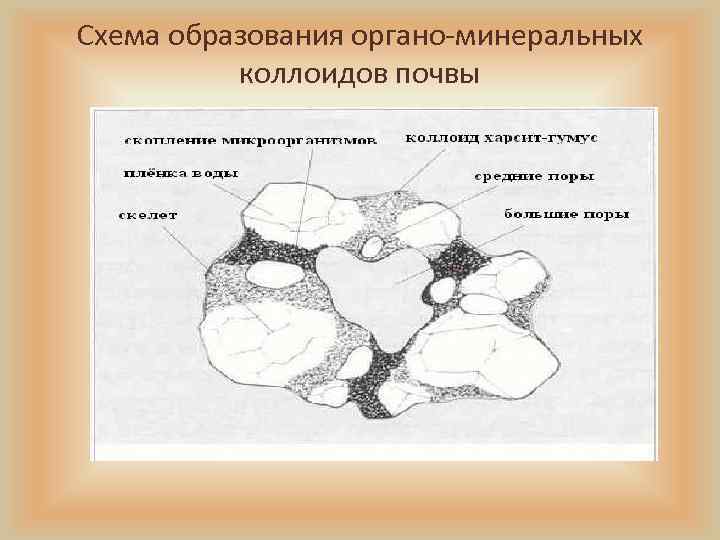 Схема образования органо-минеральных коллоидов почвы 