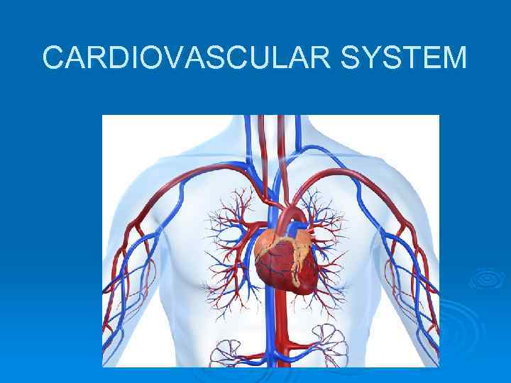 CARDIOVASCULAR SYSTEM 