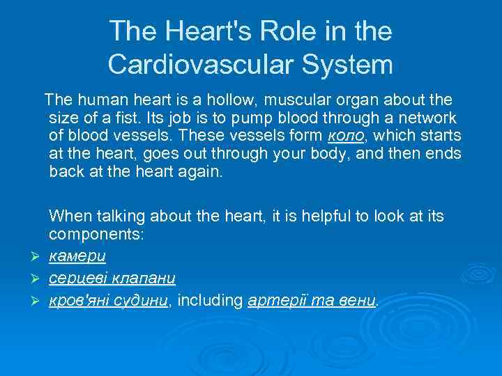 The Heart's Role in the Cardiovascular System The human heart is a hollow, muscular