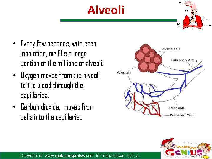 Alveoli • Every few seconds, with each inhalation, air fills a large portion of