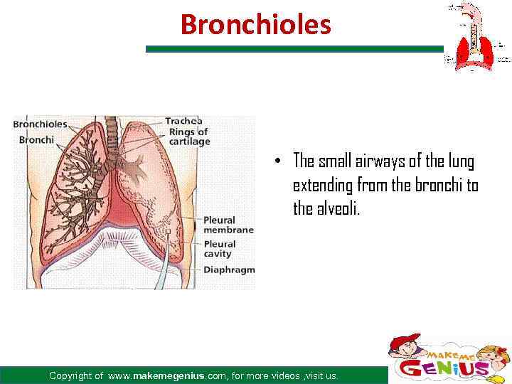 Bronchioles • The small airways of the lung extending from the bronchi to the