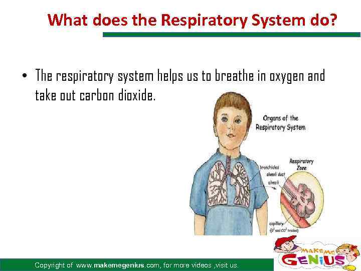 What does the Respiratory System do? • The respiratory system helps us to breathe