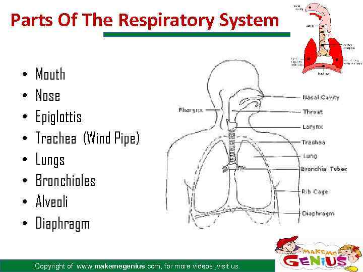 Parts Of The Respiratory System • • Mouth Nose Epiglottis Trachea (Wind Pipe) Lungs