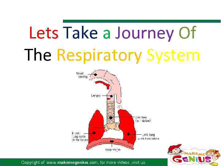 Lets Take a Journey Of The Respiratory System Copyright of www. makemegenius. com, for