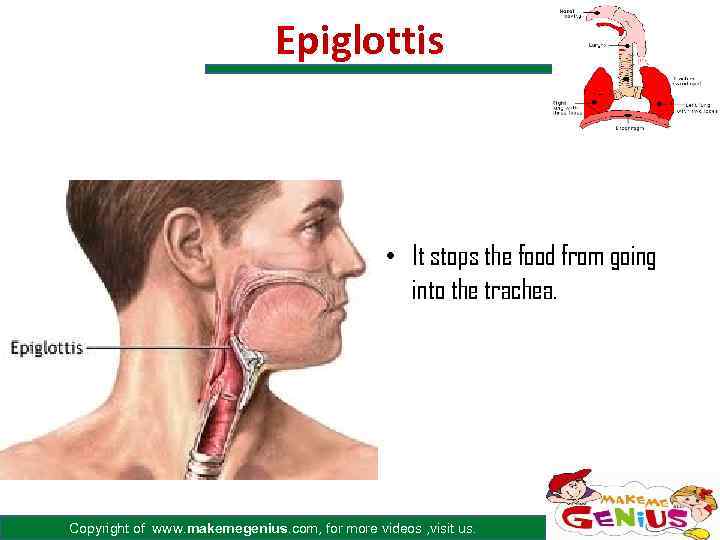 Epiglottis • It stops the food from going into the trachea. Copyright of www.