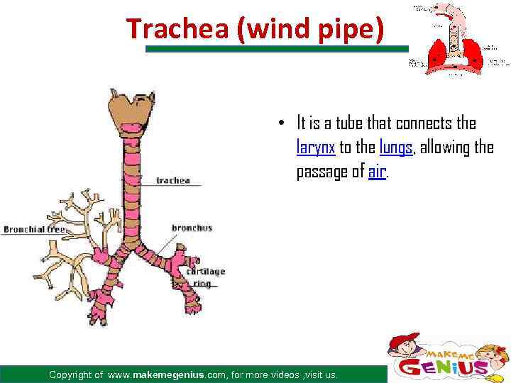 Trachea (wind pipe) • It is a tube that connects the larynx to the