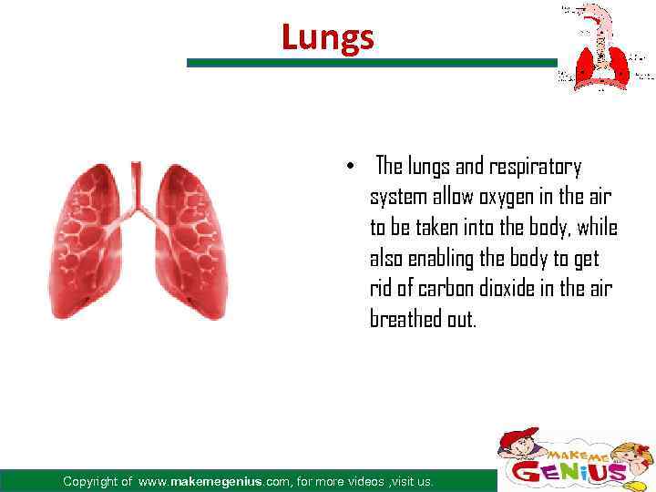Lungs • The lungs and respiratory system allow oxygen in the air to be