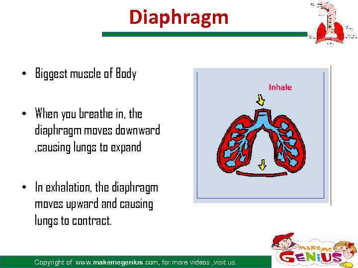 Diaphragm • Biggest muscle of Body • When you breathe in, the diaphragm moves