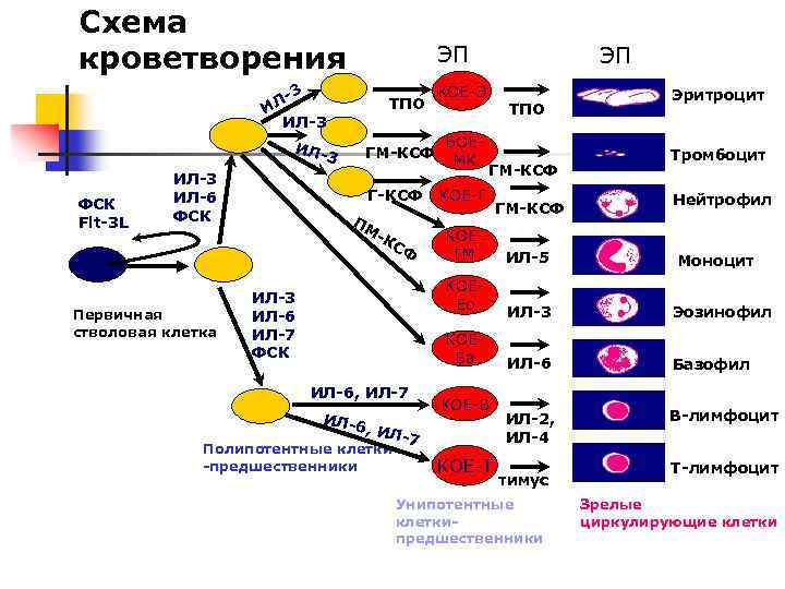 Схема кроветворения ЭП 3 ЛИ ИЛ-3 ИЛ- ФСК Flt-3 L ИЛ-3 ИЛ-6 ФСК Первичная