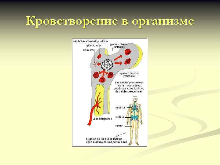 Кроветворение в организме 