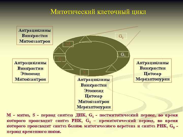 Митотический клеточный цикл Антрациклины Винкристин Митоксантрон Антрациклины Винкристин Этопозид Митоксантрон G 0 М G